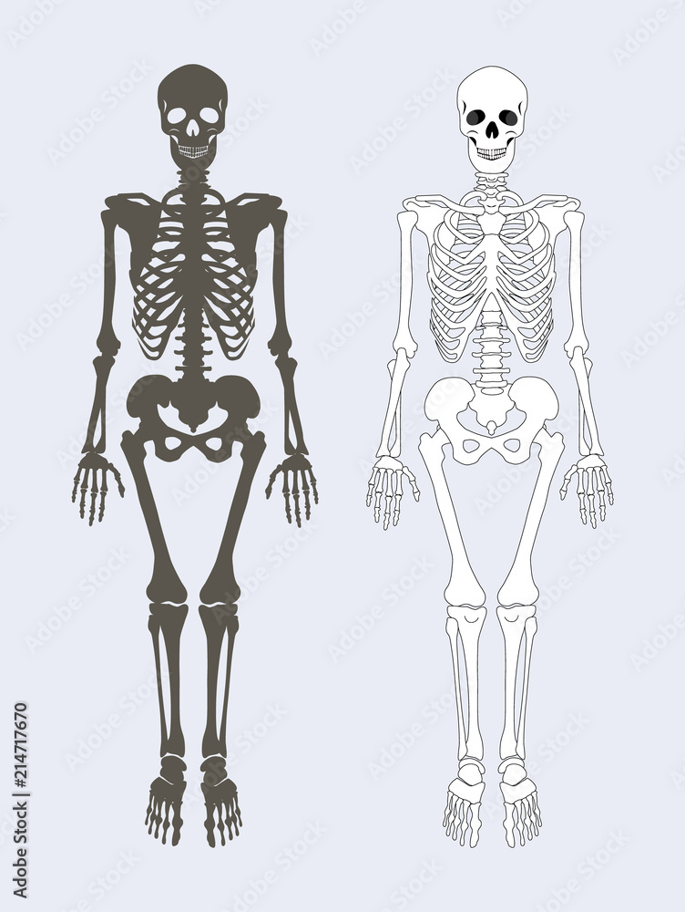 Skeleton of Human Body Set Vector Illustration Skeleton of Human Body Set Vector Illustration