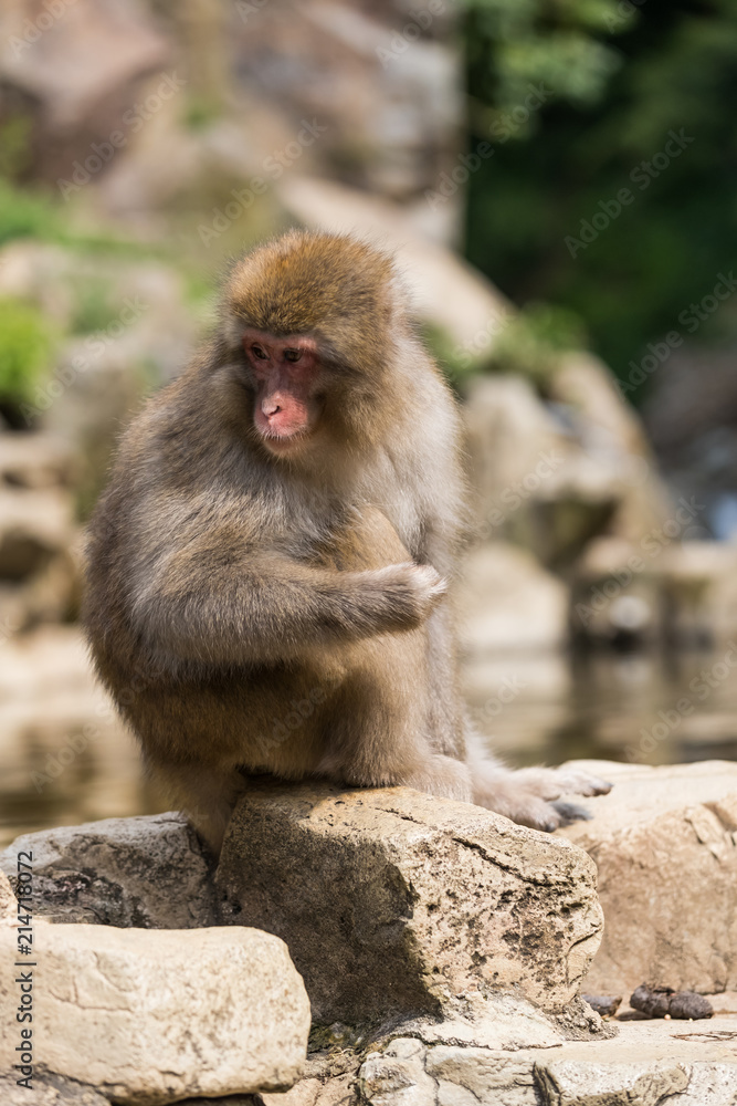 Naklejka premium Jigokudani Monkey Park , monkeys bathing in a natural hot spring at Nagano , Japan
