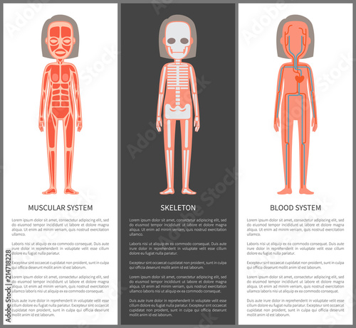Muscular and Blood Systems Skeleton Silhouette