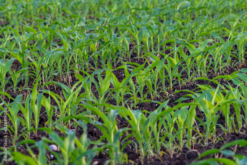 Summer landscape with a field of young corn with weeds, plant protection, herbicides usage, ecological farming, Slovenia Summer landscape with a field of young corn with weeds, plant protection, herbicides usage, ecological farming, Slovenia