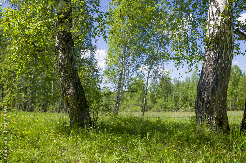 Obraz premium Beautiful landscape the green wood with yellow colors in a green grass a landscape in Russia