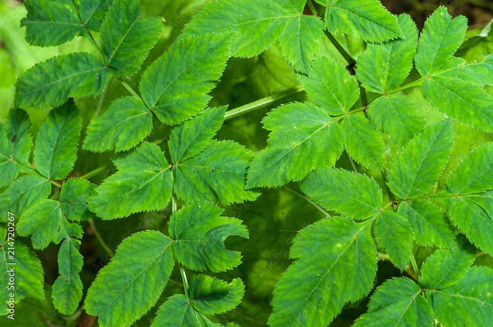 Green leaves background Green leaves background