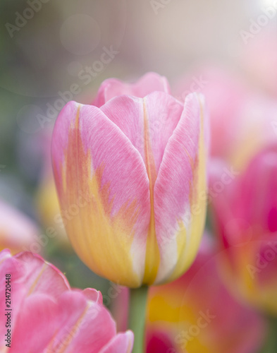 Closeup beautiful fresh colorful tulip flower with warm morning light over blurred tulip garden, nature concept