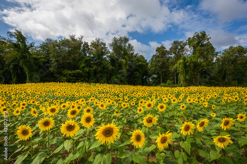 Sunflower field in Jarrettsville  Maryland