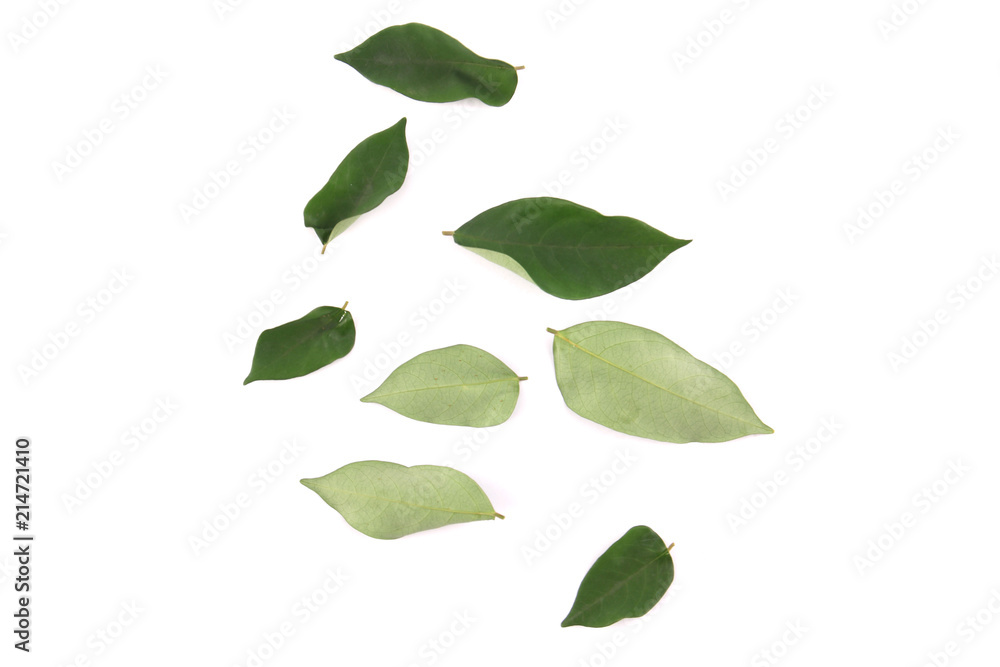 Leaves with white backdrop.