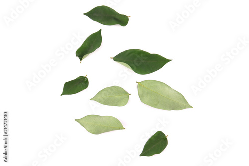 Leaves with white backdrop.