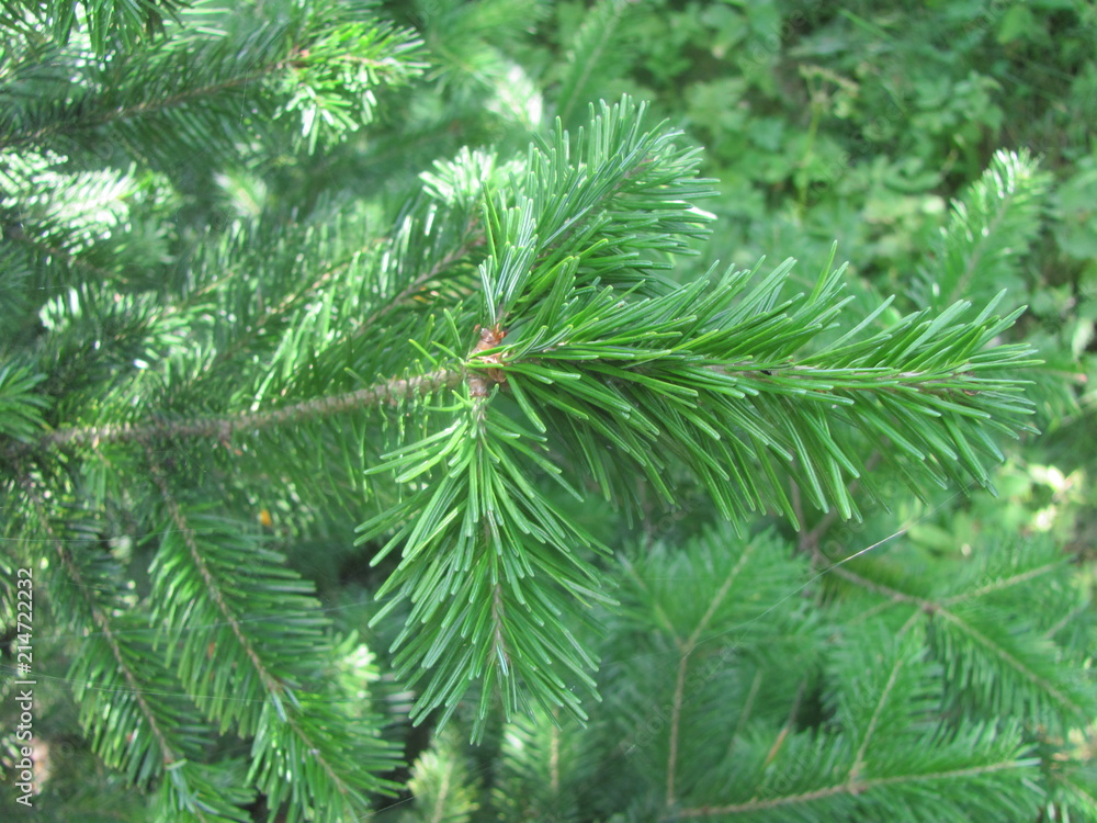 Green branch of fir closeup Green branch of fir closeup