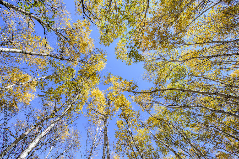 Obraz premium forest