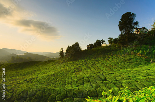 Sunrise view of tea plantation sungai palas Cameron Highland, Malaysia