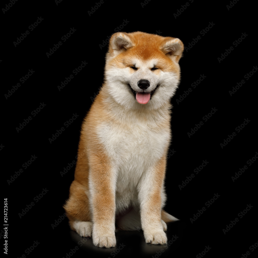 Cute Akita Inu Puppy Sitting and smiling on Isolated Black Background, front view