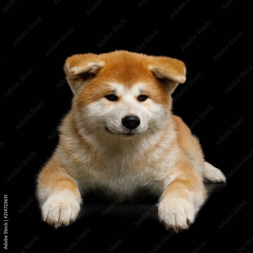 Cute Akita Inu Puppy Lying on Isolated Black Background, front view