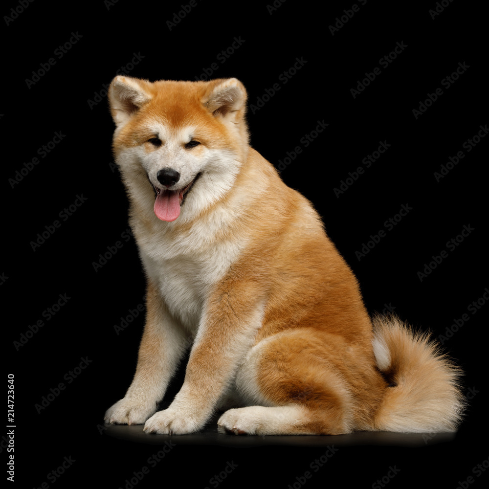 Cute Akita Inu Puppy Sitting and smiling on Isolated Black Background, side view
