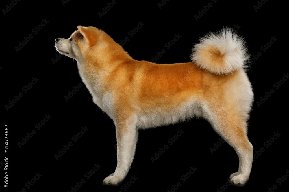 Akita Inu Dog Standing on Isolated Black Background, side view