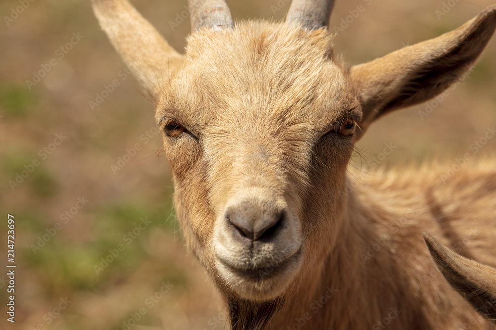 Portrait of a ram in a pasture