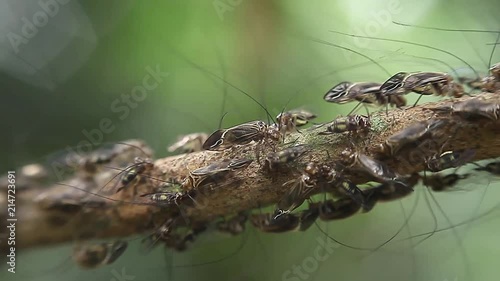 A group or colony of barkfly (Psocoptera) feasting on bark photo