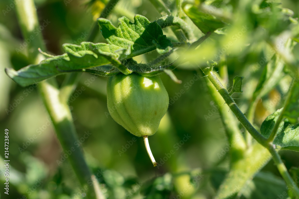 Green tomatoes on a bush in the garden Green tomatoes on a bush in the garden