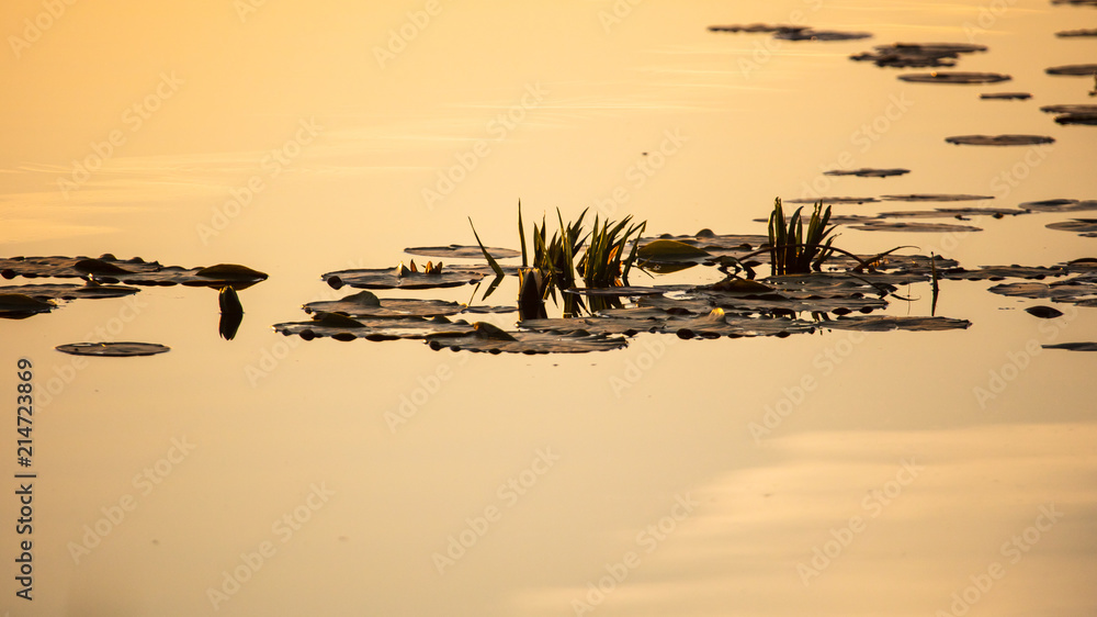 Leaves of water lilies on the lake at sunset