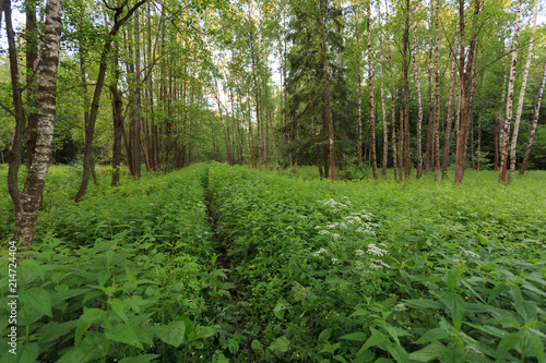 Moscow, Russia. National Park "Elk island". Path in the spring forest, passing through the nettle thickets. White birches and conifers