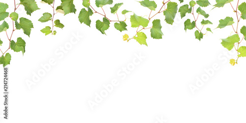 Grape vine on white background