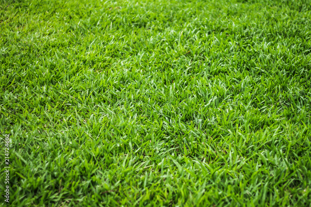 Natural green grass background Natural green grass background