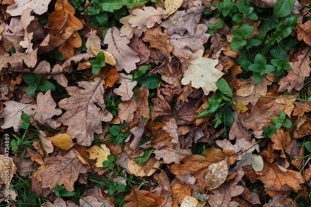 Moscow, Russia. Fallen and dry oak leaves lie on the green grass. Autumn in the city park Moscow, Russia. Fallen and dry oak leaves lie on the green grass. Autumn in the city park