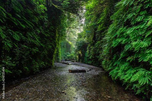 Fototapeta Naklejka Na Ścianę i Meble -  Fern Canyon in Prairie Creek Redwoods State Park, California, USA