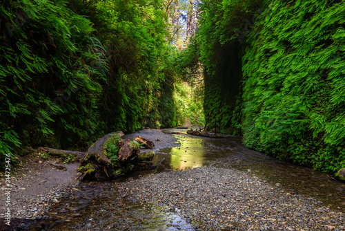 Fern Canyon in Prairie Creek Redwoods State Park, California, USA photo