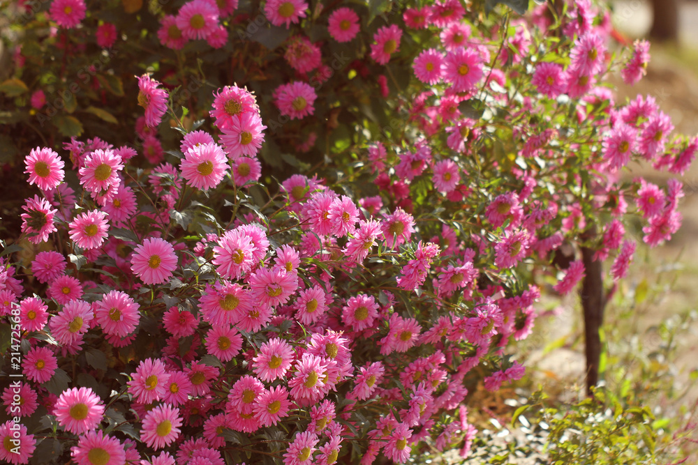 Obraz premium pink daisy in the morning
