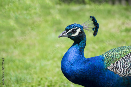 Wallpaper Mural Peacock Closeup  Torontodigital.ca