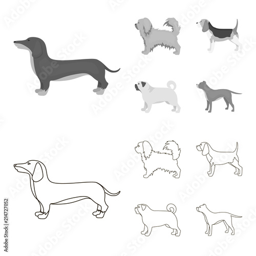 Pikinise, dachshund, pug, peggy. Dog breeds set collection icons in outline,monochrome style vector symbol stock illustration web. photo