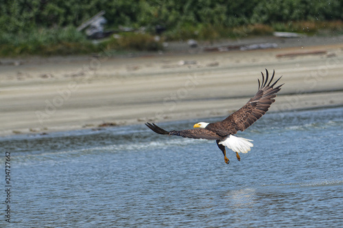 Swooping Bald Eagle © Elena