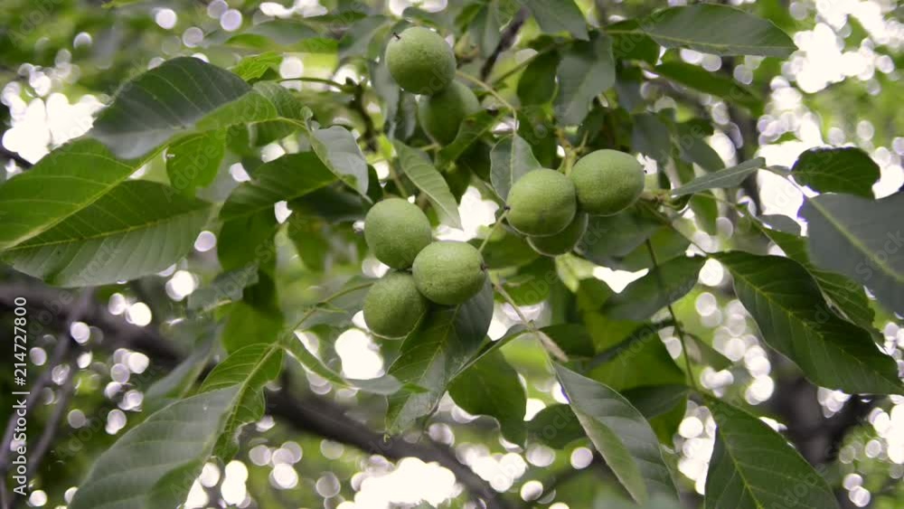 fresh green walnuts ripening on big tree branches, pan camera movement fresh green walnuts ripening on big tree branches, pan camera movement