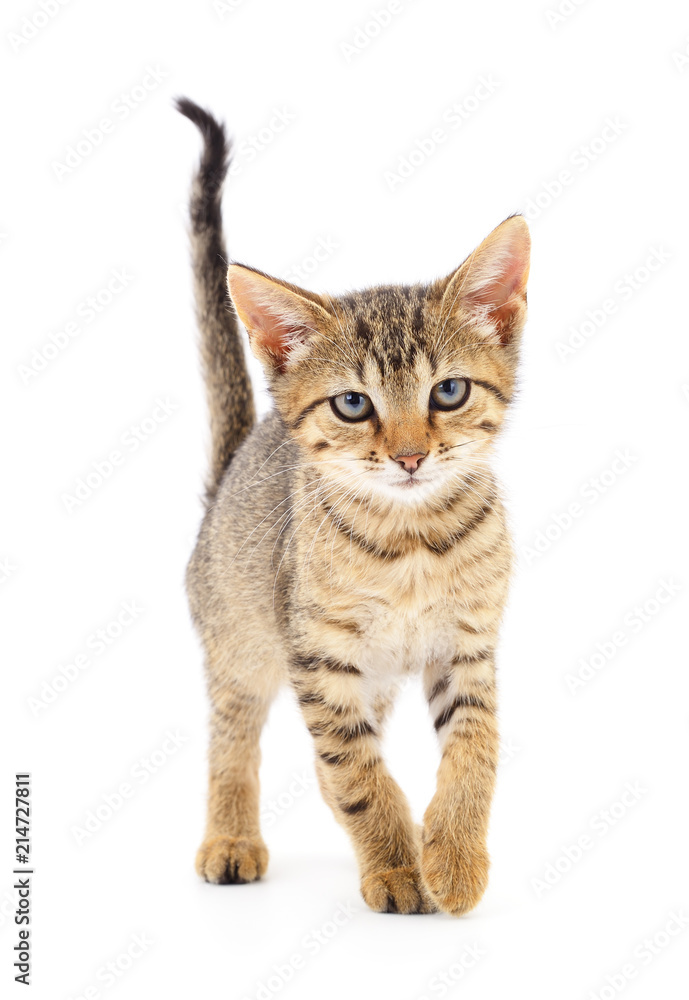 Small brown kitten. Small brown kitten.