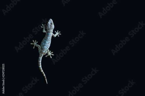 Gecko on black background.