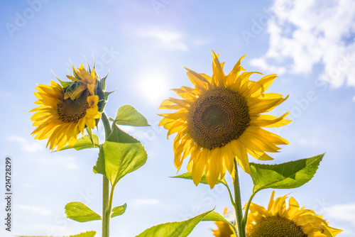 Sunny day photo with sunflower s heads on bright sky.