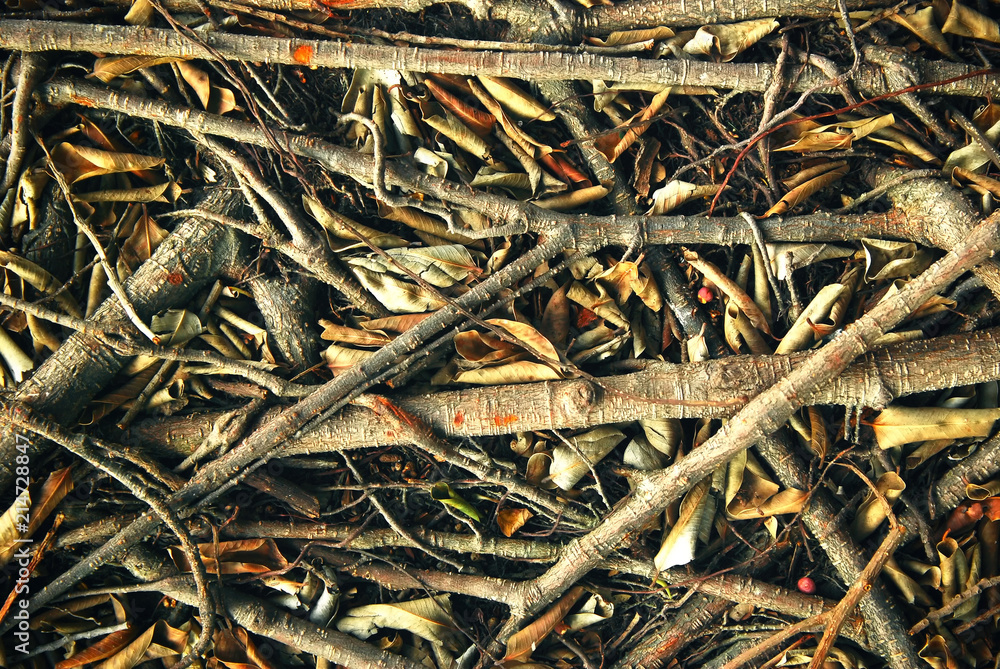 Fototapeta premium dead tree, dry base, trunk, branch on the ground, use as background