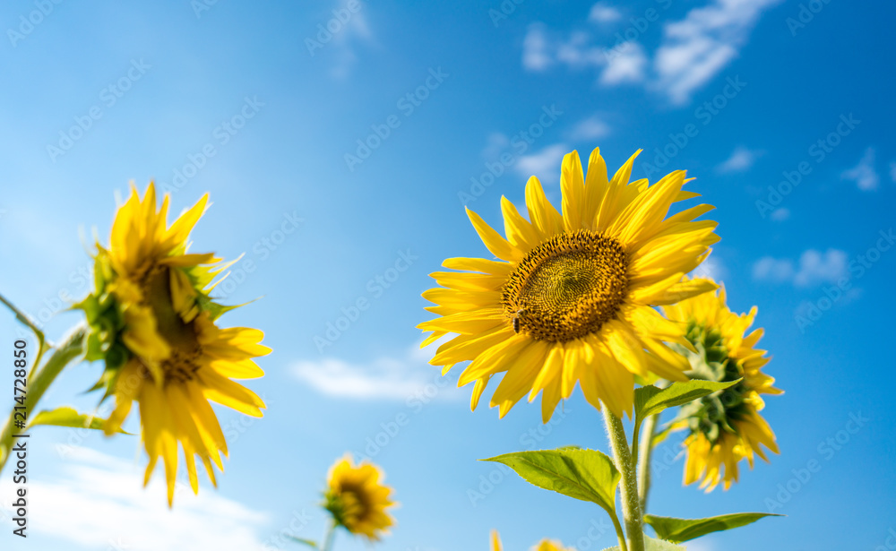Obraz premium A bee on a bright yellow sunflower and blue sky on background.