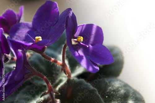african violet flower or violet saintpaulias flowers lilac in a pot on window sill