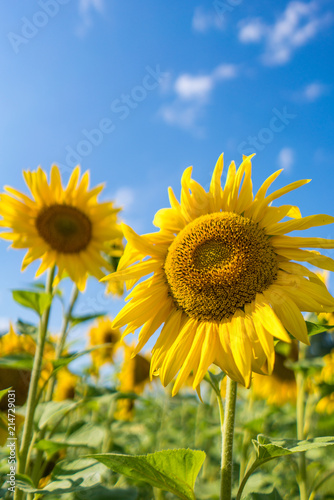 Bright yellow sunflower in Ukrainian field.