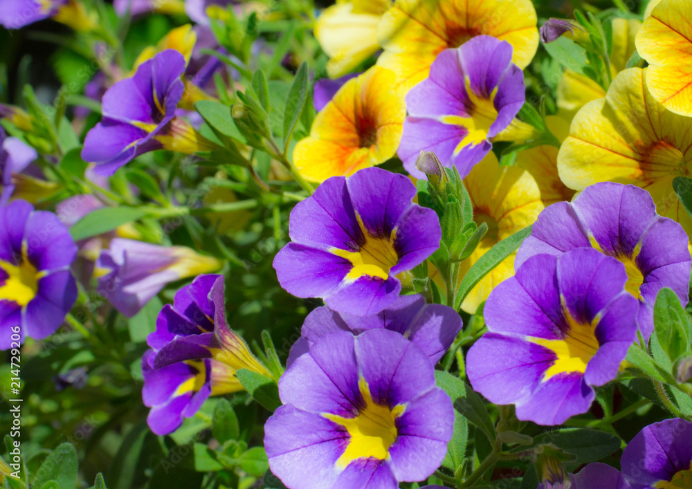 Beautiful delicate little flowers shot on a sunny day Beautiful delicate little flowers shot on a sunny day