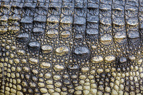 Fototapet Colorful patterns and skin of the crocodile.