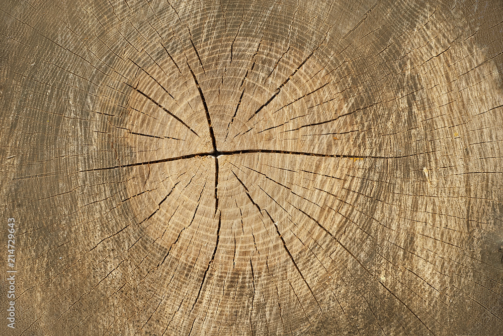 Naklejka premium the texture of an old wooden board