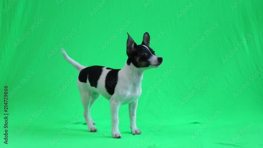 cute obidient puppy on green screen 