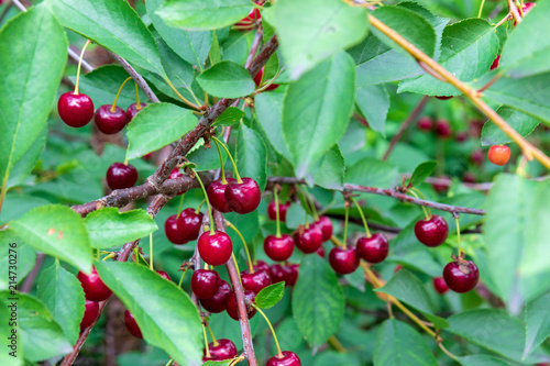 Beautiful, ripe, red cherries on the branches of a tree