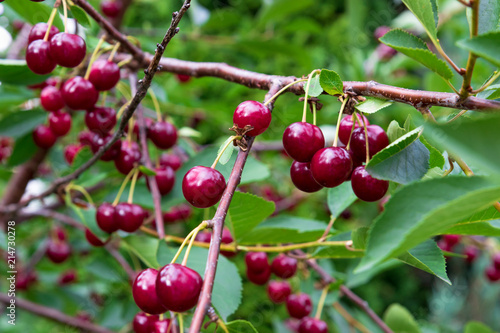 Beautiful, ripe, red cherries on the branches of a tree