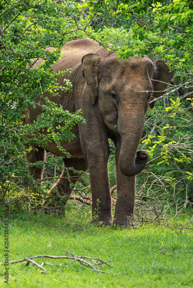 Sri Lankan Elephant - Elephas maximus maximus, Sri Lanka