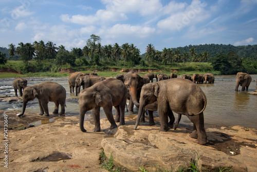 Sri Lankan Elephant - Elephas maximus maximus  Sri Lanka