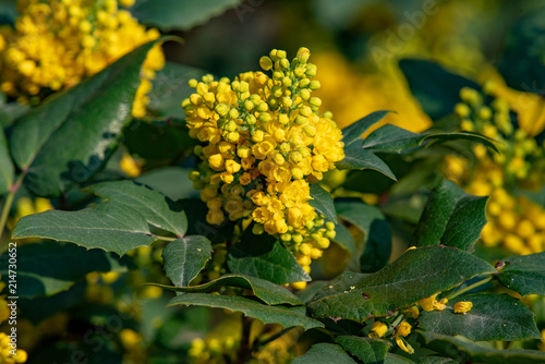 The bright yellow flowers of Berberis julianae also known as winter green barberry.