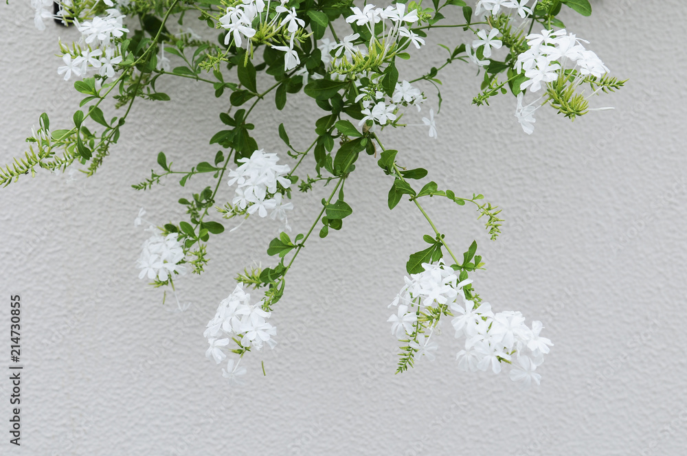 ロイヤルジャスミンの花 Stock Photo Adobe Stock
