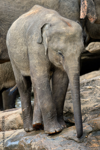 Sri Lankan Elephant - Elephas maximus maximus, Sri Lanka